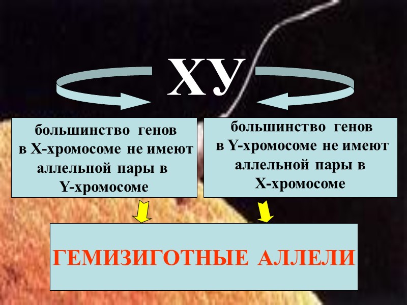 большинство  генов  в Х-хромосоме не имеют аллельной пары в  Y-хромосоме 
